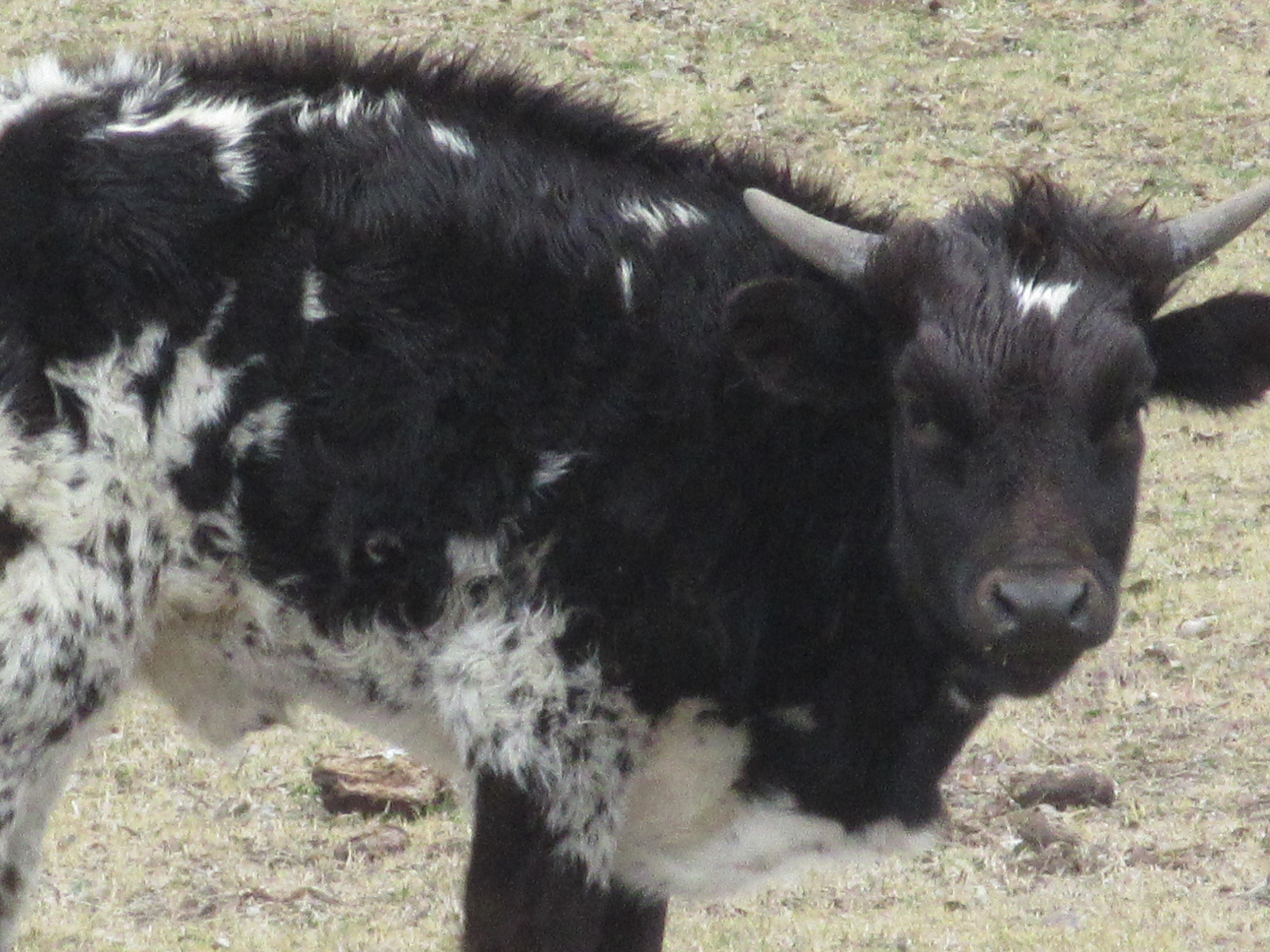 Photo of baby calf