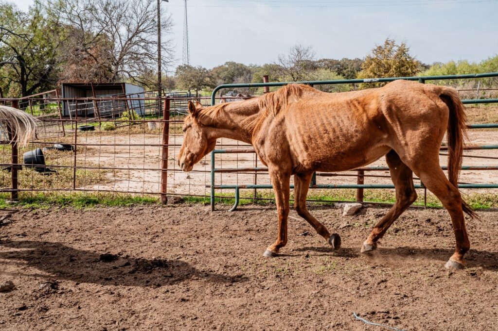 Horse