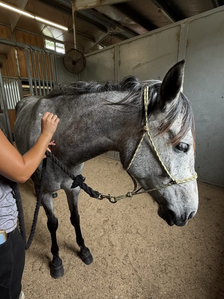 A person administers a shot to a spotted gray horse.